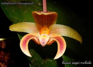 Bulbophyllum microglossum