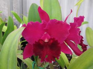 Rhyncholaeliocattleya Burdekin Storm