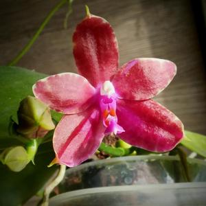 Phalaenopsis Violet Charm