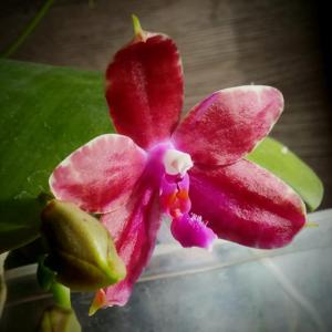 Phalaenopsis Violet Charm