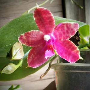 Phalaenopsis Violet Charm