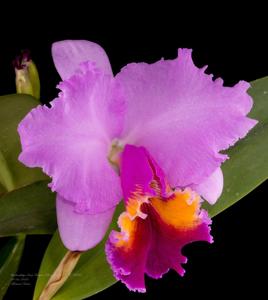 Cattleya Irene Holguin