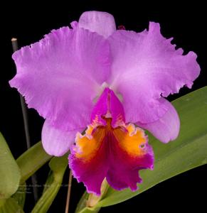 Cattleya Irene Holguin