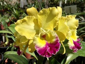 Rhyncholaeliocattleya Candelario Garcia