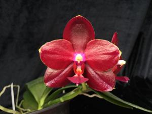 Phalaenopsis Pylo's Princess