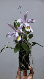 Cattleya Mariel Huien Tan