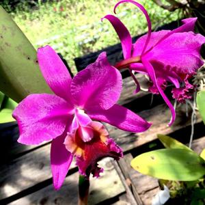 Rhyncholaeliocattleya Purple Belle