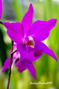 Laelia gouldiana