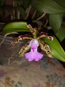 Cattleya Lacey Michelle Matherne