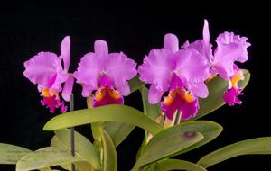 Cattleya Irene Holguin