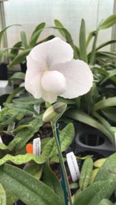 Paphiopedilum In-Charm Grace