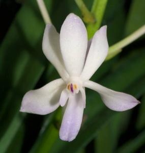 Vandachostylis Lou Sneary