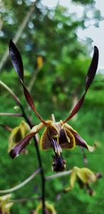 Dendrobium Lim Loong Keng