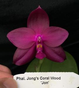 Phalaenopsis Jong's Coral Wood