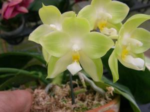 Phalaenopsis Chang Yi Green Giant