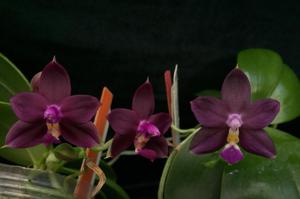 Phalaenopsis Chienlung Purple Jewel