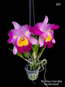 Rhyntonleya Hwa Yuan Bay