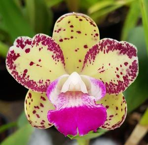 Cattleya Jungle Candy