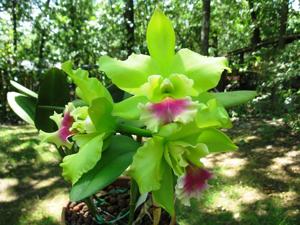 Rhyncholaeliocattleya Memoria Helen Brown