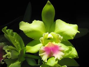 Rhyncholaeliocattleya Memoria Helen Brown