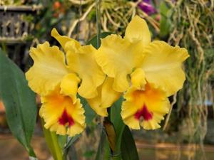 Rhyncholaeliocattleya Goldenzelle