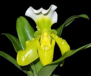 Paphiopedilum Schloss Sanssouci