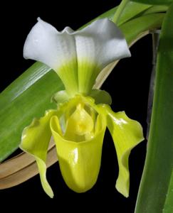 Paphiopedilum Schloss Sanssouci