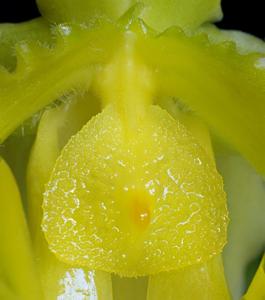 Paphiopedilum Schloss Sanssouci
