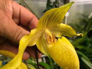 Paphiopedilum Dollgoldi