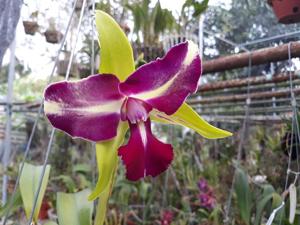 Rhyncholaeliocattleya Chyong Guu Benz