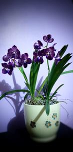 Vanda Raspberry Ruffles