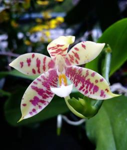 Phalaenopsis KS Super Zebra-pantherina