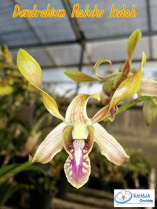 Dendrobium Maluku Indah