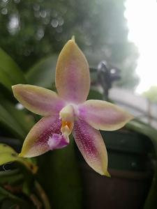 Phalaenopsis Yaphon Oh Mygod