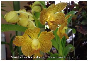 Vanda tricolor-Memoria Thianchai