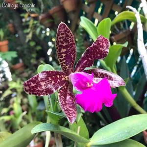 Cattleya Landate