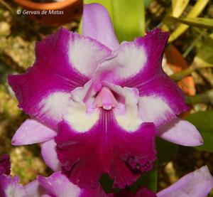 Cattleya Nakornchaisri Fancy