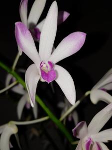 Dendrobium Warringah