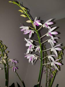 Dendrobium Warringah