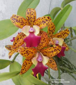 Cattlianthe Amorn Beauty