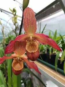 Phragmipedium Bel Royal