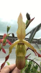 Phragmipedium Sorcerer's Apprentice