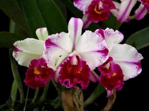 Rhyncholaeliocattleya Kuwale Gem