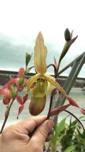 Phragmipedium Sorcerer's Apprentice