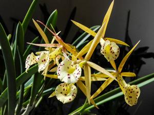 Brassocattleya Yellow Bird