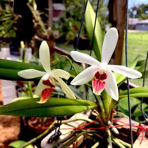 Vandaenopsis Newberry Whimsy