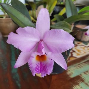 Cattleya Sergio Araujo