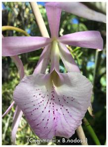 Brassocattleya Jenosa