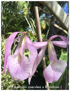 Brassocattleya Jenosa