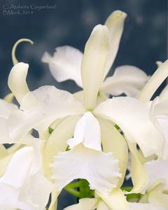 Cattleya Atalanta (1894)